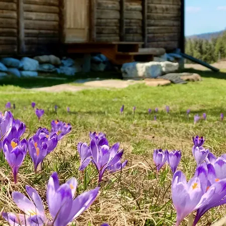 Chalet Szalas Na Szlaku *